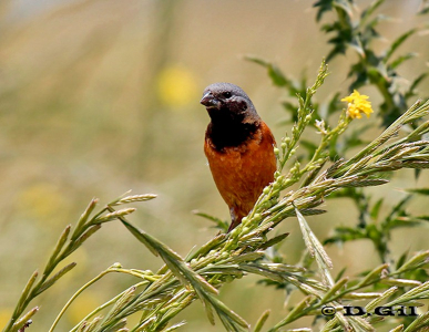 CAPUCHINO GARGANTA CAFÉ (Sporophila ruficollis) - Campo en el Tigre-SAN JOSE (Noviembre 2012)